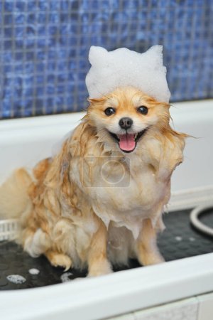 Ein Pommernhund mit Seifenschaum auf dem Kopf badet im Badezimmer eines spezialisierten Hundesalons. Haustierpflege.