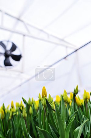 viele gelbe zarte schöne ungeöffnete Tulpen in einem Gewächshaus vor dem Hintergrund der Gewächshausausausstattung