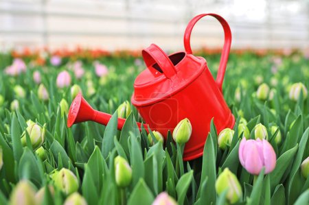 eine Nahaufnahme einer roten Gießkanne vor dem Hintergrund vieler schöner ungeöffneter Tulpen im Garten oder Gewächshaus. 8. März, Frühlingsfest.
