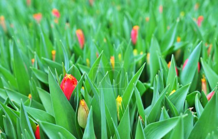 Téléchargez les photos : Tulipes rouges non ouvertes dans une serre sur fond d'équipement agro-industriel. Festival de printemps - en image libre de droit