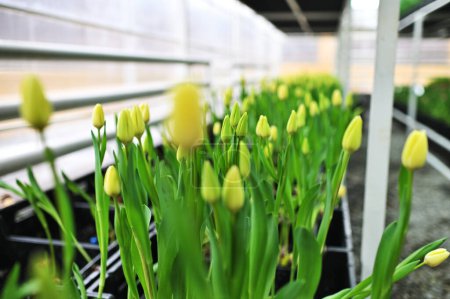 a lot of yellow delicate beautiful unopened tulips in a greenhouse against the background of greenhouse equipment