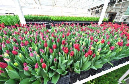tulipanes rojos sin abrir en un invernadero sobre el fondo de los equipos agroindustriales. Festival de primavera