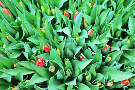 Téléchargez les photos : Tulipes rouges non ouvertes dans une serre sur fond d'équipement agro-industriel. Festival de printemps - en image libre de droit