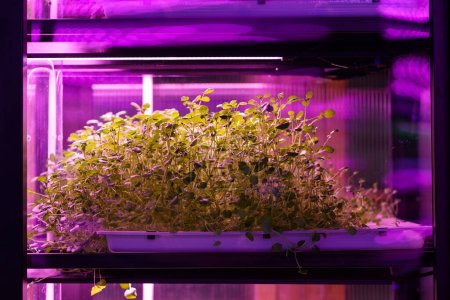 Vollspektrum-LED wachsen Lichter für Salat, Mikrogrün wächst in vertikalen Bauernhof unter ultraviolettem UV-Pflanzenlicht für den Anbau in Innenräumen. Hydroponik und moderne Anbaumethoden für Pflanzen