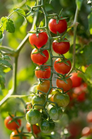 Photo for Ripe appetizing cherry tomatoes hanging from green twig at time fruit ripening in greenhouse or farm close-up. Delicious natural vegetables grown under supervision of farmers and agricultural workers - Royalty Free Image