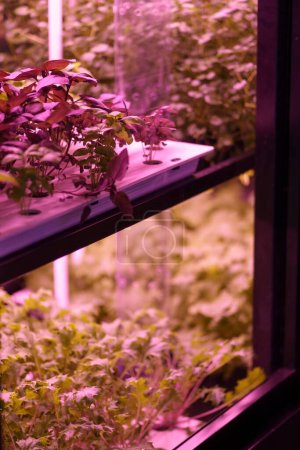 Full spectrum LED grow lights for lettuce and basil. Young Mizuna grow in vertical farm under ultraviolet UV plant lights for cultivation indoors. Hydroponics and modern methods of growing plants