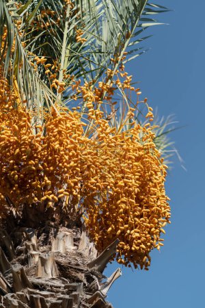 Photo for Date palm against blue sky on sunny day, Turkey. Phoenix dactylifera plant. Close up of unripe orange dates hanging on tree. Tropical agriculture industry and exotic fruits concept - Royalty Free Image