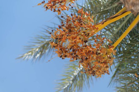Photo for Close up of unripe orange dates hanging on branch of the palm tree against blue sky, Turkey. Phoenix Dactylifera fruits. Tropical exotic plants - Royalty Free Image