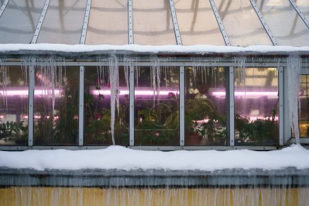 Photo for Melted snow on old greenhouse roof with hanging icicles formed during freeze and thaw cycles. Glasshouse building with dangerous ice formation on rooftop. Change of seasons from winter to spring - Royalty Free Image