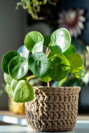 Photo for Closeup of Pilea Peperomioides houseplant in wicker jute basket at home. Sunlight. Chinese money plant. Indoor gardening, home decor and comfort in eco style concept. - Royalty Free Image