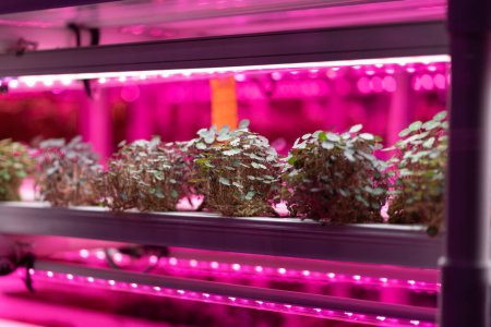 Vollspektrum-LED wachsen Lichter für Kapuzinerkresse. Der junge Salat wächst im vertikalen Anbau unter ultraviolettem UV-Licht für den Innenbereich. Hydroponik und moderne Anbaumethoden für Mikrogemüse