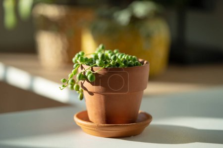 Photo for Closeup of Senecio rowleyanus houseplant in terracotta flower pot at home, sunlight. String of pearls. Shallow depth of field - Royalty Free Image