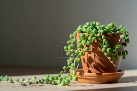 Photo for Closeup of Senecio rowleyanus houseplant in terracotta flower pot at home, sunlight. String of pearls. Variety of succulents in Africa. Love plants. - Royalty Free Image