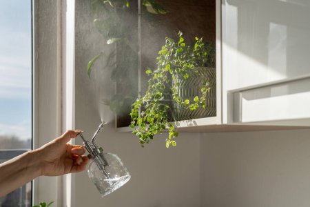 Téléchargez les photos : Woman spraying creeping fig Ficus Pumila houseplant in ceramic pot, using sprayer, moisturizes air surround leaves during hot summer season. Sunlight. Greenery at home. Plant care, hobby. - en image libre de droit