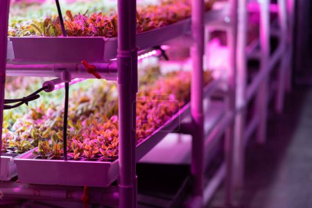Vertikal angebaute Indoor-Regale voller Grüns. Mikrogrüne Rüben wachsen hydroponisch ohne Erde unter LED-Licht. Hydroponisches Gärtnern und vertikales landwirtschaftliches Technologiekonzept 