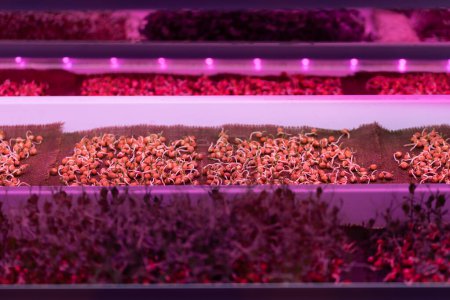 Photo for Germinating pea seeds without soil under LED grow light in hydroponic garden. Microgreens growing hydroponically in vertical racks under artificial lighting. Vertical farming, indoor gardening systems - Royalty Free Image