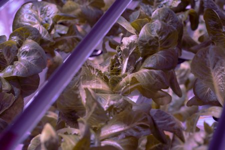 Photo for Close up of hydroponically grown Romaine lettuce. Microgreen sprouts growing in vertical vegetable garden under led lighting. Hydroponic farming, indoor gardening systems and superfood production - Royalty Free Image