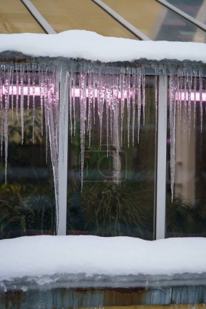 Photo for Melted snow on old greenhouse roof with hanging icicles formed during freeze and thaw cycles. Glasshouse building with dangerous ice formation on rooftop. Change of seasons from winter to spring - Royalty Free Image