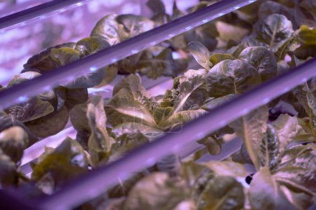 Großaufnahme von hydroponisch angebautem Romainensalat. Mikrogrüne Triebe, die im vertikalen Gemüsegarten unter LED-Beleuchtung wachsen. Hydroponische Landwirtschaft, Indoor-Gärtnerei und Superfood-Produktion