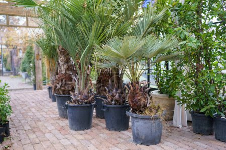 Foto de Exotic oasis. Large tropical evergreen plants with lush green foliage in flower pots in greenhouse. Mexican blue palm or Brahea armata growing inside of glasshouse at Botanical garden - Imagen libre de derechos