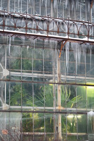 Photo for Glasshouse wall covered with icicles. Old orangery during winter season with bright uv light inside for heat, climate regulation and exotic tropical plants growth. Botany and wintertime concept - Royalty Free Image