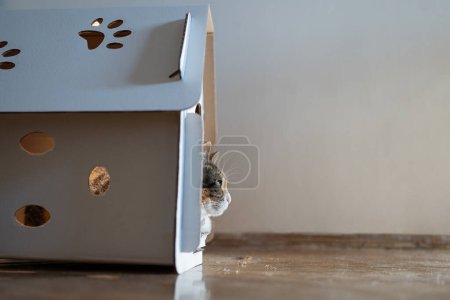 Photo for Cat resting in cardboard box house for games and recreation. Zero waste for animals. Eco friendly pet home, made of environmentally friendly cardboard that can be gnaw and sharpened teeth. Copy space. - Royalty Free Image