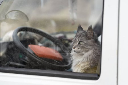 Téléchargez les photos : Curious cat sits inside car waiting for return owner who went on auto trip with pet. Kitten is in driver seat of camper van looking out into street through glass for concept of pet love - en image libre de droit