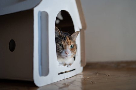 Photo for Cat lying in cardboard box house for games and recreation. Zero waste for animals. Eco friendly pet home, made of environmentally friendly cardboard that can be gnaw and sharpened teeth. - Royalty Free Image