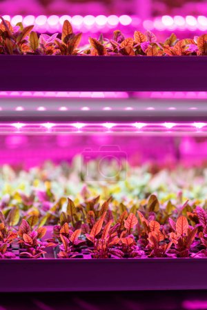 Photo for Seedlings of chard growing in hothouse under purple LED light. Hydroponics indoor vegetable plant factory. Greenhouse with agricultural cultures and led lighting equipment. Green salad farm concept. - Royalty Free Image