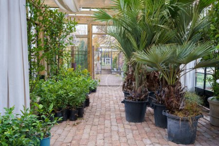 Photo for Lush tropical greenhouse full of various exotic plants, benches inside of glass orangery. Evergreen plants, palms, ferns growing in pavilion at botanical garden - Royalty Free Image