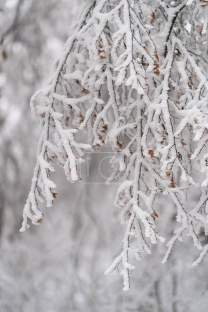 Foto de Close up of tree branch leaning down after snowfall or freezing rain on cold winter morning in northern area. Fragment of forest shrub with sparse leaves covered with frost in frosty cloudy weather - Imagen libre de derechos