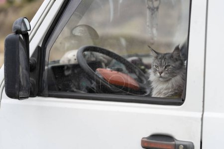 Photo for Domestic cat sitting in car behind wheel and looking out window, kitty on driver seat waiting for owner. Safe travel for pets, animal transportation vehicles concept - Royalty Free Image