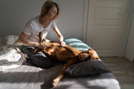 Téléchargez les photos : Relaxed positive girl playing with dog Vizsla sits on bed in bedroom enjoy communicating with pet. Friendly middle age woman petting puppy who does not want to get up to go for walk with owner - en image libre de droit