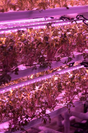 Foto de Close up of hydroponically grown Mizuna lettuce . Microgreen sprouts growing in vertical vegetable garden under led lighting. Hydroponic farming, indoor gardening systems and superfood production - Imagen libre de derechos