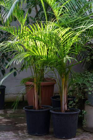 Photo for Green palm plants planted in pots outdoors grow in warm climates to decorate cafes and courtyards of residential buildings. Home gardening, love of plants and care. Grown on fresh air sunny day. - Royalty Free Image