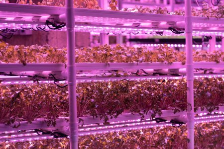 Nahaufnahme von hydroponisch angebautem Mizuna-Salat. Mikrogrüne Triebe, die im vertikalen Gemüsegarten unter LED-Beleuchtung wachsen. Hydroponische Landwirtschaft, Indoor-Gärtnerei und Superfood-Produktion