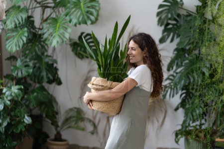 Gartenarbeit zu Hause. Junge glücklich zufriedene italienische Gärtnerin im Kleid mit Sansevieria Zimmerpflanze im Korbblütler, während sie im heimischen Garten voller grüner üppiger tropischer Zimmerpflanzen arbeitet