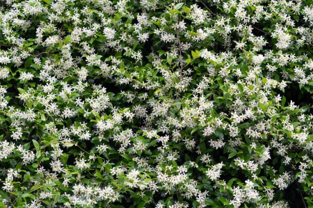 Téléchargez les photos : Arbustes de fleurs parfumées Jasminum officinale. Jasmin commun pendant la floraison au printemps. - en image libre de droit