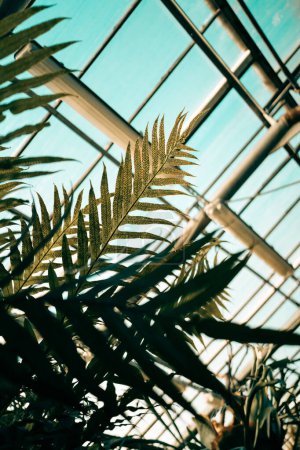 Téléchargez les photos : Lumière du soleil à travers les feuilles de fougère en serre tropicale, mise au point douce. Toiture en verre de serre sur fond flou. Plantes vertes dans le jardin botanique intérieur. Profondeur de champ faible. - en image libre de droit