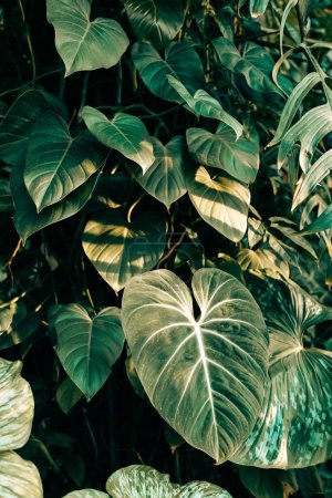 Téléchargez les photos : Philodendron gloriosum feuilles en serre tropicale avec la lumière du soleil. Plantes vertes dans le jardin botanique intérieur. Forêt tropicale et jungle concept de forêt - en image libre de droit