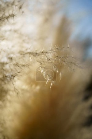 Téléchargez les photos : Roseau sec moelleux, mise au point douce, macro. Gros plan d'herbe sauvage sèche, faible profondeur de champ - en image libre de droit