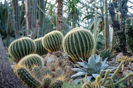 Foto de Invernadero con varios cactus. Invernadero con suculentas y árida colección de plantas climáticas en día soleado, foco suave. Jardín interior - Imagen libre de derechos