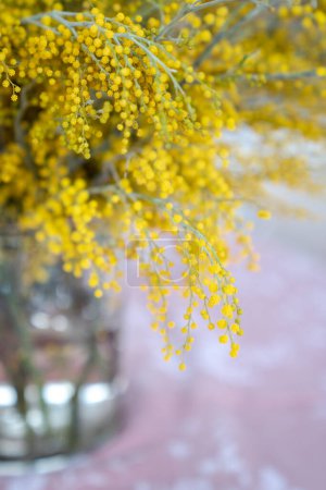Foto de Ramillete de flores de Mimosa en jarrón de cristal sobre mesa en casa, poca profundidad de campo. Manojo de primavera con Acacia dealbata, enfoque suave. 8 de marzo, concepto de Pascua. - Imagen libre de derechos