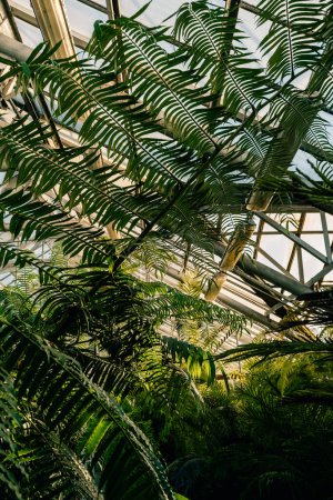 Foto de Plantas tropicales en primer plano invernadero. Invernadero con palma y helecho bajo techo de cristal. Selva urbana, concepto de jardín interior - Imagen libre de derechos