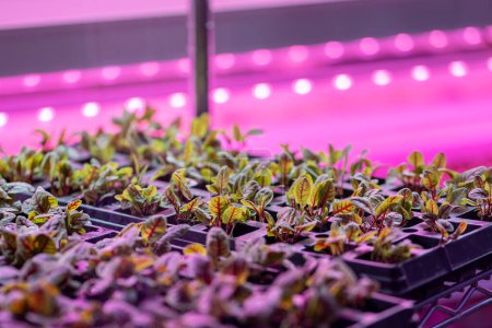 Foto de Future of Hydroponics. Beet microgreens growing hydroponically inside of vertical grow rack under full spectrum grow light, production of crops indoors in multi-stacked layers with LED lighting - Imagen libre de derechos