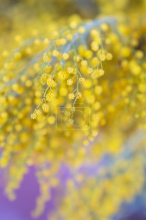 Foto de Mimosa flores de poca profundidad de campo. Manojo de primavera con Acacia dealbata, enfoque suave. 8 de marzo, concepto de Pascua. - Imagen libre de derechos