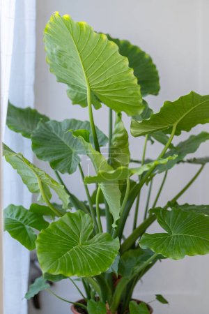 Alocasia Portadora Zimmerpflanze Nahaufnahme zu Hause. Riesige Elefantenohrpflanze mit sattgrünen großen Blättern. Garten-, Hobby-, Pflanzenliebhaber-Konzept. 