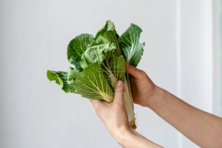 Photo for Fresh green pak choi in hands of female on light white background. Seasonal organic raw food for healthy diet, vitamins, vegan, good mood. Chinese cabbage closeup. Vegetable lifestyle on home kitchen - Royalty Free Image