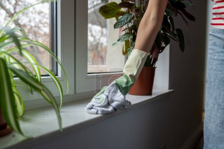 Photo for Routine domestic housekeeping job. Tidy woman doing house chores cleaning windowsill using cotton rag and spray fluid. Cleaner maid specialist female in rubber gloves meticulously wipes dust in room. - Royalty Free Image