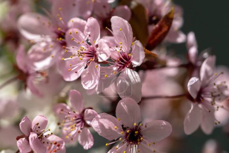 Téléchargez les photos : Abricot en fleurs avec fleurs roses en gros plan. Branche de fleurs de cerisier Sakura japonais. Concept du printemps. Mise au point douce, faible profondeur de champ. - en image libre de droit